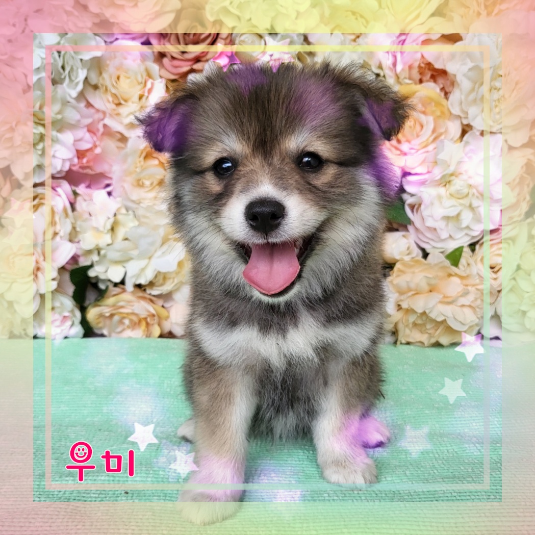 군산유기동물보호센터_445467202300926